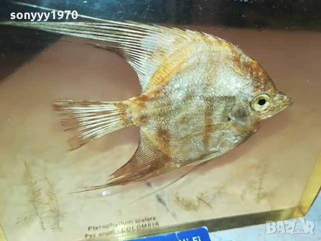 colombia scalare-germany 0407211212, снимка 7 - Колекции - 33416122