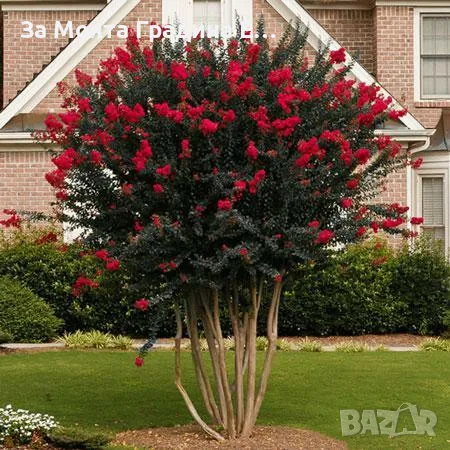 Индийски Люляк , снимка 5 - Градински цветя и растения - 49492727