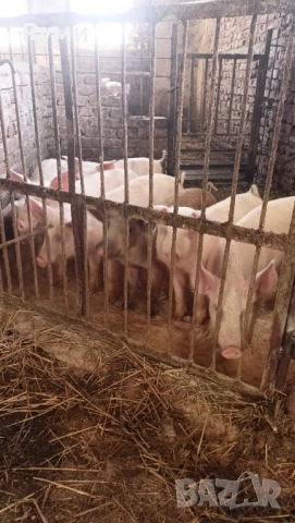 Продавам прасенца