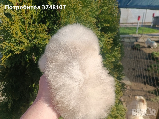 Померан/Померани, снимка 8 - Померан - 52920016