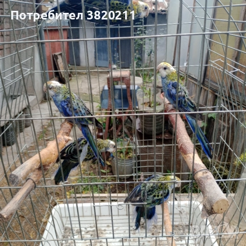 Продавам млади жълтоглави розели., снимка 3 - Папагали - 52332121