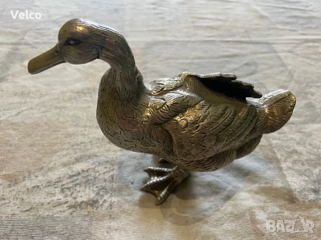 голяма посребрена патица