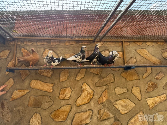 Гълаби неврени и лимонки, снимка 2 - Гълъби - 50813378