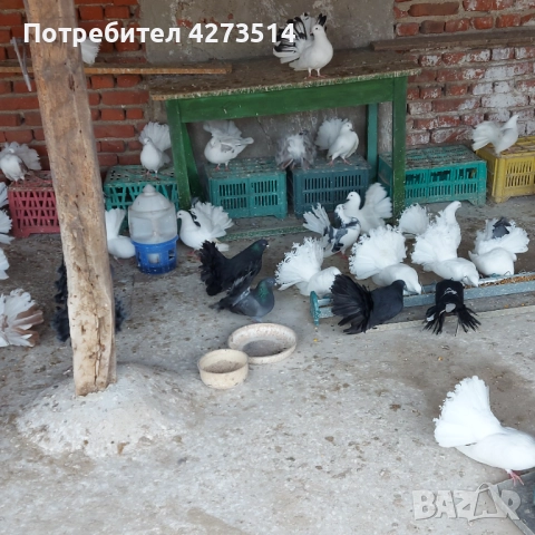 Продавам гълъби Финерлии - бели, сиви и пъстри, снимка 10 - Гълъби - 52268397