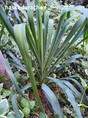 Юка - студоустойчиви големи растения в саксия , снимка 6 - Градински цветя и растения - 51692388