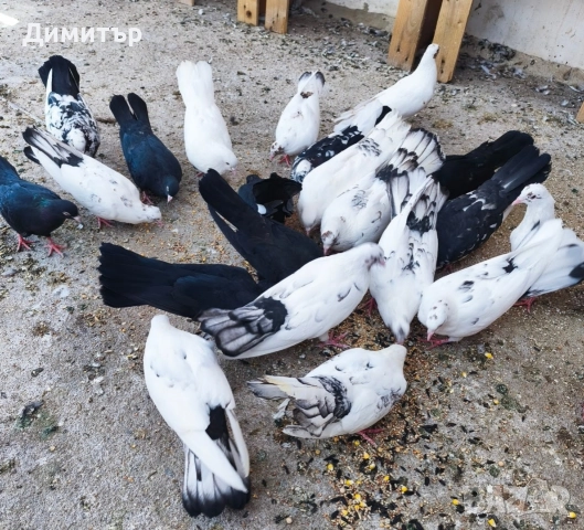 Закъртени гълъби , снимка 5 - Гълъби - 51946961