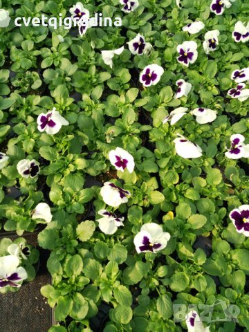 Viola White blotch(Виола Бяло петно), снимка 2 - Градински цветя и растения - 43571311