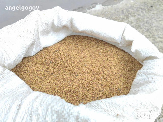 Люцерно семе, снимка 2 - Сортови семена и луковици - 53492515