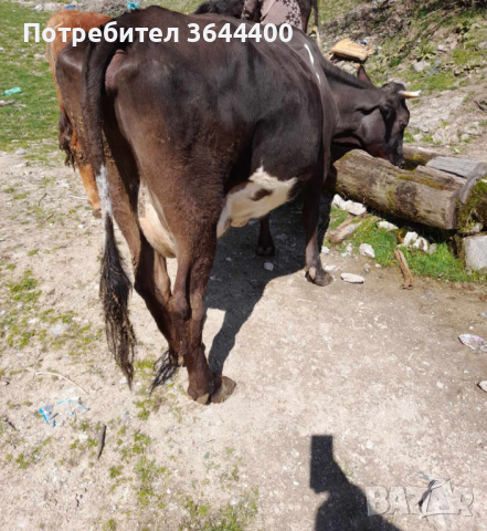 Крава, снимка 4 - Крави - 44895363