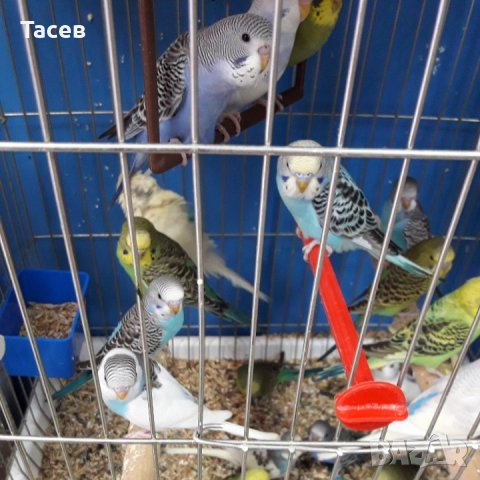 Вълнисти папагалчета, снимка 1