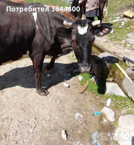 Крава, снимка 2 - Крави - 44895363