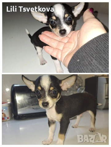 мини пинчери