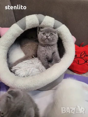 Шотландски клепоухи котета , снимка 5 - Британска късокосместа - 33045360