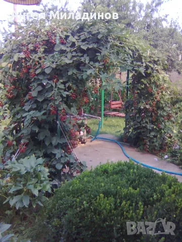 къпина без бодли, снимка 4 - Градински цветя и растения - 50055002