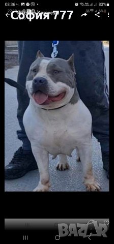 свободна мъжко, снимка 3 - Питбул - 43498207