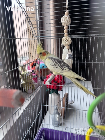 Продавам мъжка корела 