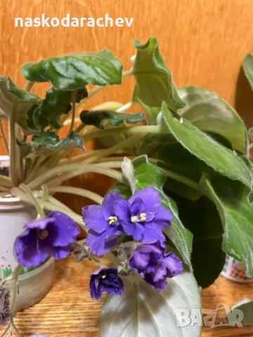 Теменужка, теменужки, сенполия синя, син цвят, снимка 15 - Стайни растения - 48091843