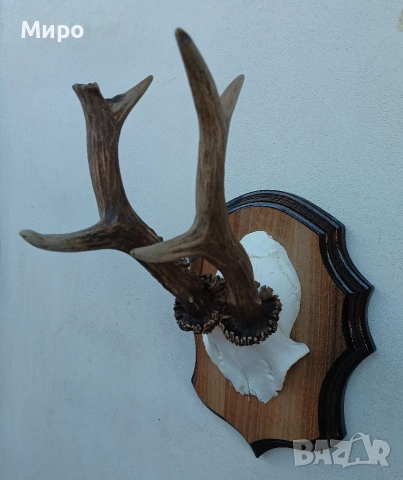 Трофей от сръндак.Рога., снимка 2 - Декорация за дома - 50266634
