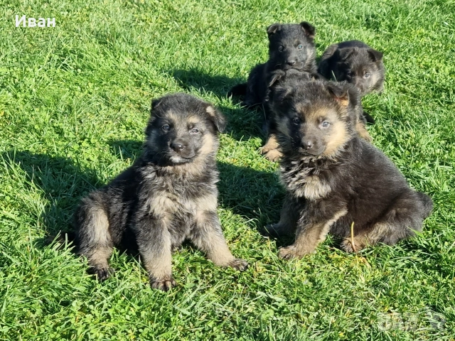 малки немски овчарки, снимка 4 - Немска овчарка - 52921710