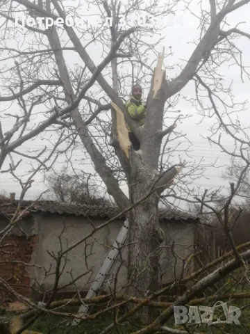 Рязане на опасни дървета 