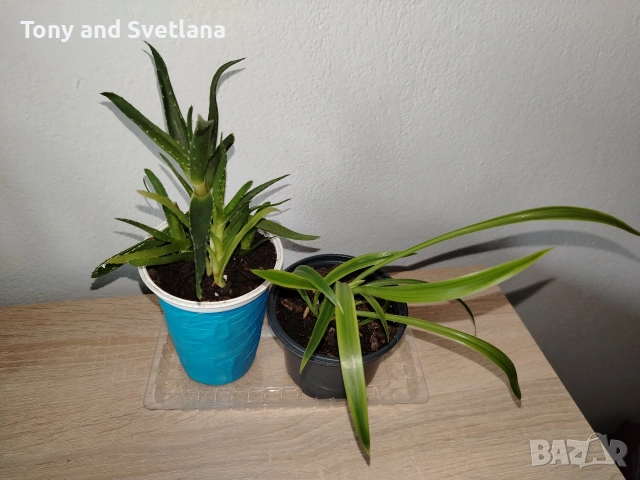 стайни цветя- Хоя (Восъчно цвете), Традесканция Зебрина, Хлорофитум, Алое в комплект , снимка 4 - Стайни растения - 53480374
