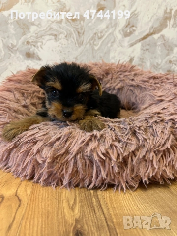 Йоркширски териер- 45 дни  , снимка 2 - Йоркширски териер - 53570183