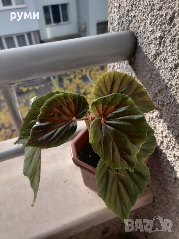 Бегония Трусарди, снимка 2 - Стайни растения - 51752972