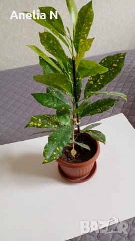 Калатея, снимка 4 - Стайни растения - 48080001