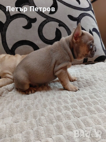 френски булдог -булдочета , снимка 4 - Френски булдог - 51929954