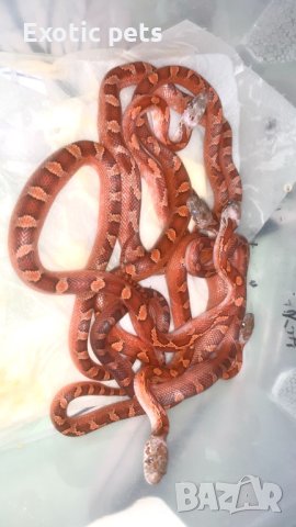 Царевичен смок си търси нов дом, снимка 2 - Змии - 43442099