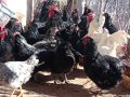 Разплодни яйца и пиленца от Легхорн, Легбар, Австралорп черен, син, Бял , снимка 16