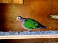Зеленокрил гълъб , снимка 1 - Гълъби - 43104258