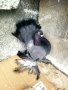Магнитогорски руски гълъби , снимка 1