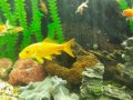 Японски шаран КОИ, златни рибки Шубинкин за езеро и аквариум, снимка 2