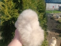 Померан/Померани, снимка 8
