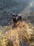 ПОДАРЯВАМ  кученца  майка черна овчарка , снимка 3