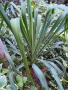 Юка - студоустойчиви големи растения в саксия , снимка 6