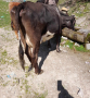 Крава, снимка 4