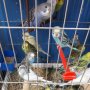Вълнисти папагалчета, снимка 1 - Папагали - 28757354