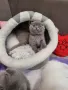 Шотландски клепоухи котета , снимка 5