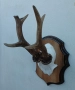 Трофей от сръндак.Рога., снимка 2