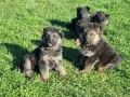 малки немски овчарки, снимка 4
