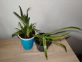 стайни цветя- Хоя (Восъчно цвете), Традесканция Зебрина, Хлорофитум, Алое в комплект , снимка 4