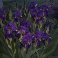 Перуника, снимка 3 - Градински цветя и растения - 24767505