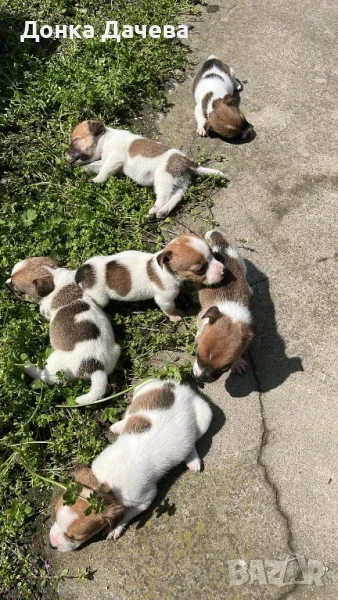 Малки кученца Джак Ръсел , снимка 1
