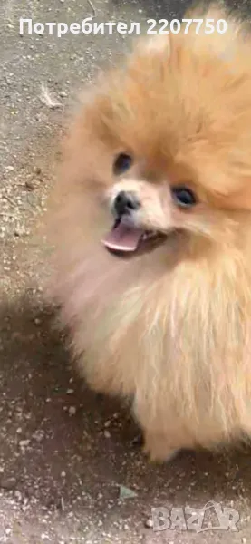 Продавам померан , снимка 1