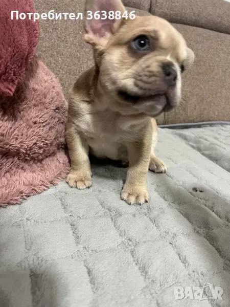 френски булдог, снимка 1