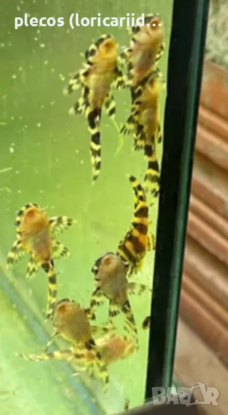 HYPANCISTRUS L333, снимка 1