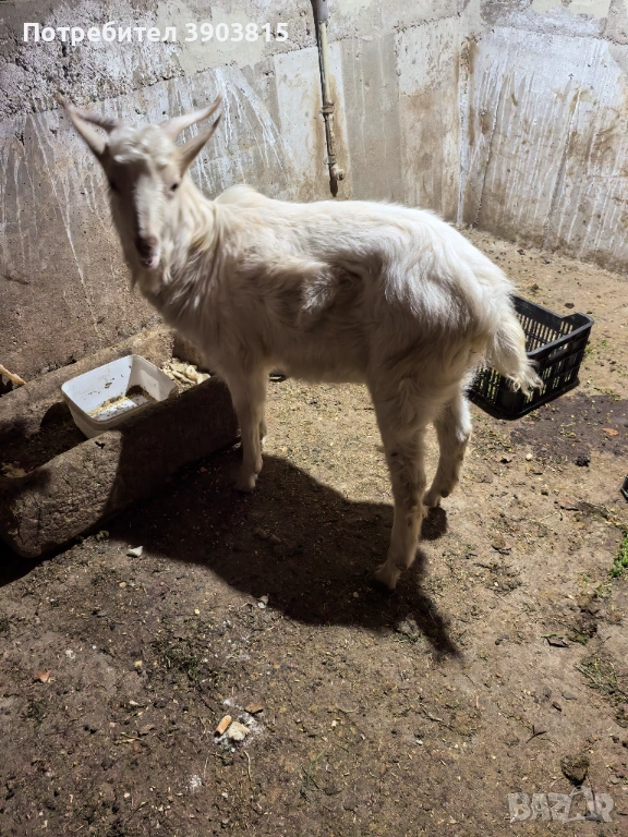 Пръч за разплод , снимка 1