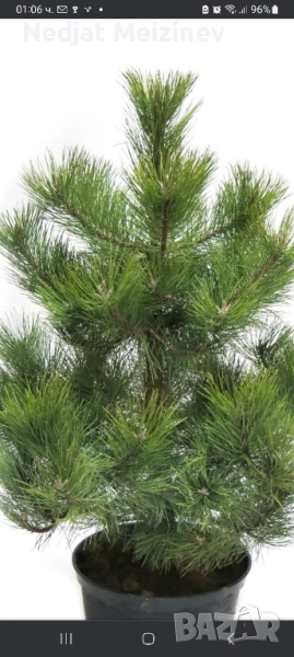 Бор- бял и черен фиданки, снимка 1